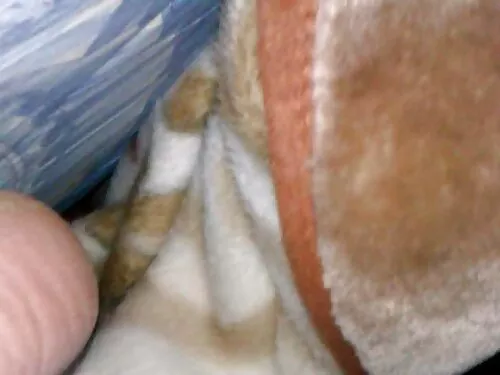 Висулки в гетите Рай ...